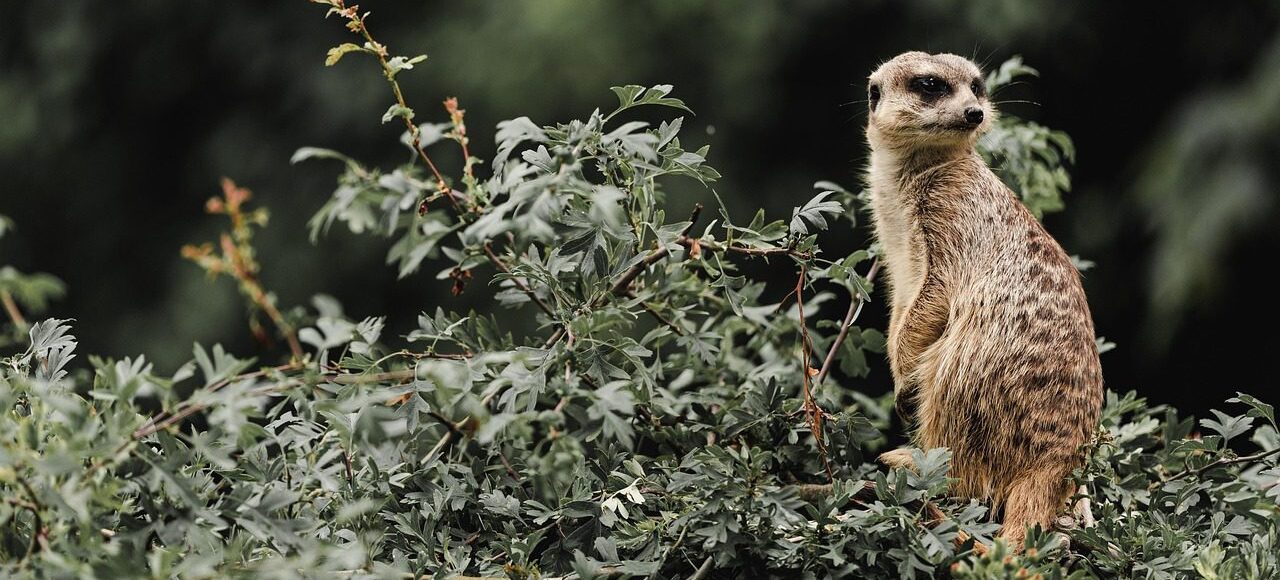 La vigilance du suricate